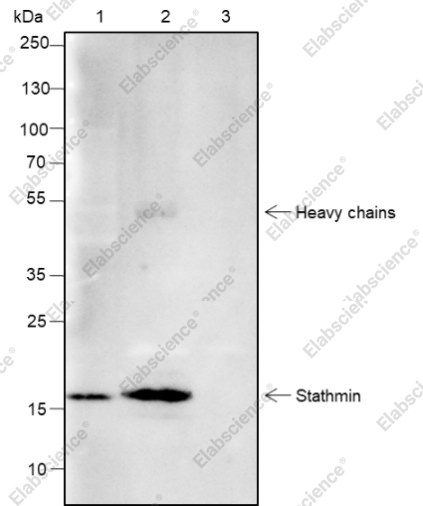 Recombinant Stathmin Monoclonal Antibody - 7