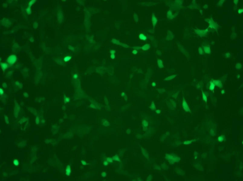 MC38-GFP Cell Complete Medium - 9