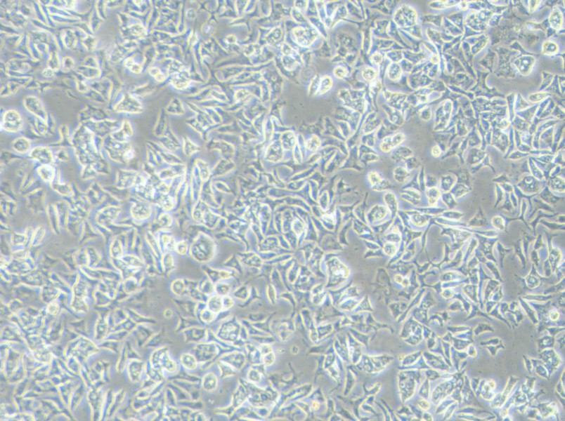 VCaP Cell Complete Medium - 2