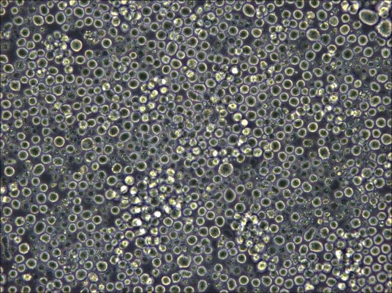 W6/32 Cell Complete Medium - 4