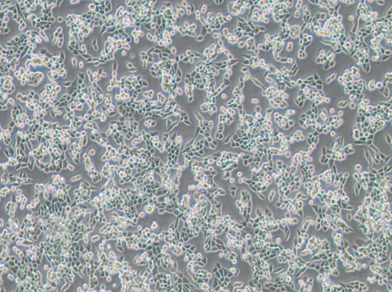 LLC [LL/2; LLC1] Cell Complete Medium-searchlist-1