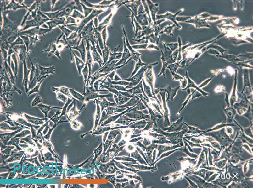 SK-MEL-2 Cell Complete Medium - small - 4