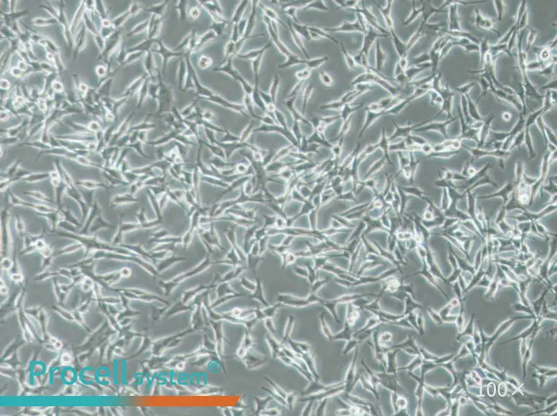 WM115 Cell Complete MediumWM115 Cell Complete Medium - 3