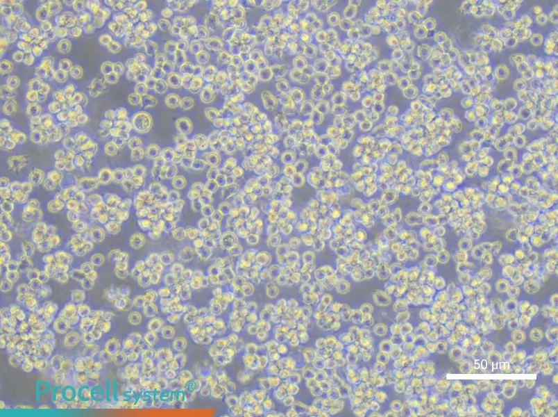 Karpas-422 Cell Complete MediumKarpas-422 Cell Complete Medium - 5