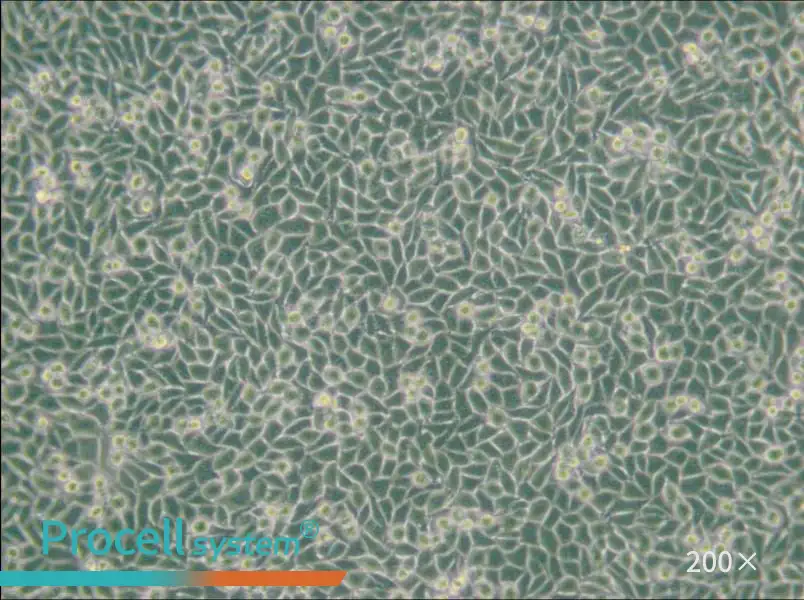 LM/TK [LMTK-] Cell Complete Medium - small - 4