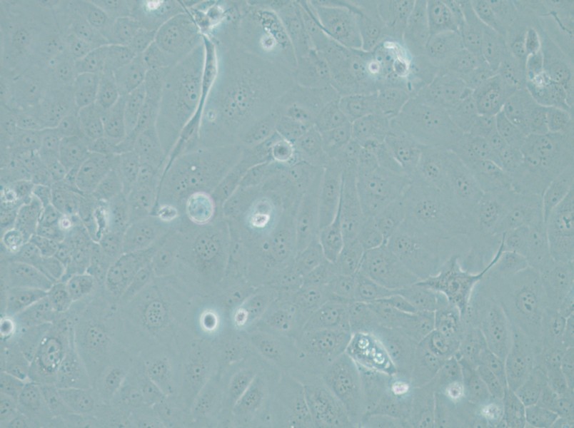 RWPE-1 Cell Complete Medium - 5