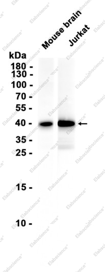 Recombinant BUB3 Monoclonal Antibody - 1