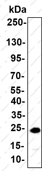 Recombinant MOB1 (Phospho Thr35) Monoclonal Antibody - 2