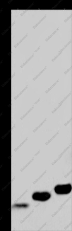 MYL12B Polyclonal Antibody - 1