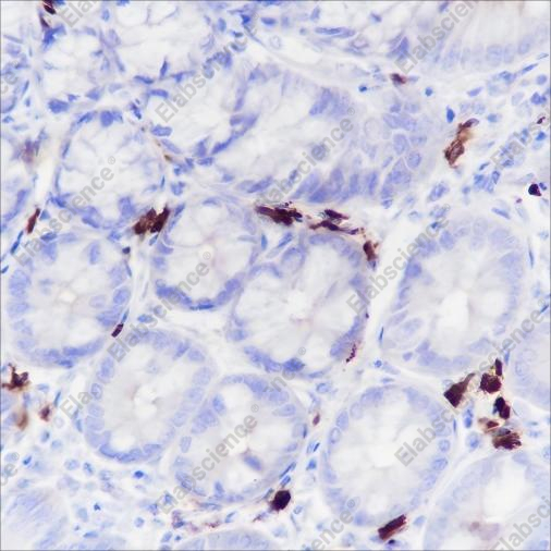 Recombinant IGJ Monoclonal Antibody - 3