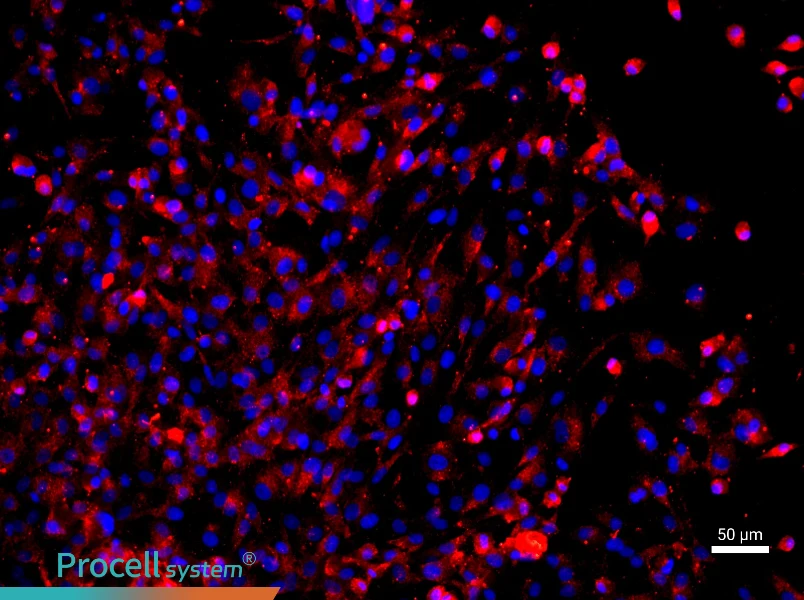 Rat Nucleus Pulposus Cell Complete Medium - 1