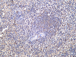 Recombinant EFP Monoclonal Antibody - 1
