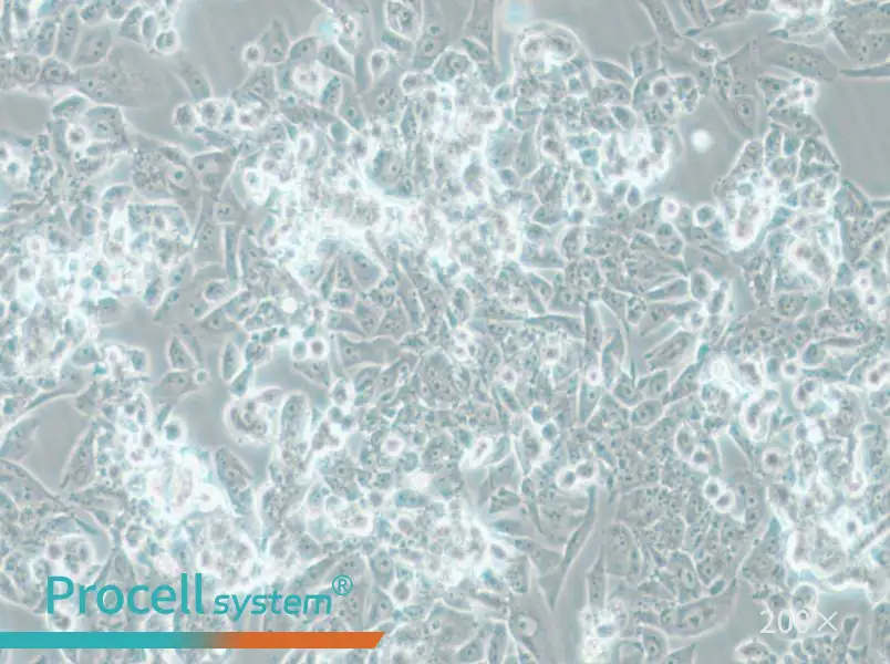 MES-SA Cell Complete Medium - 6