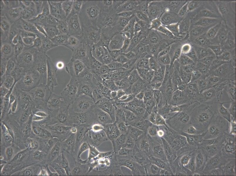Marcus Cell Complete Medium - 5