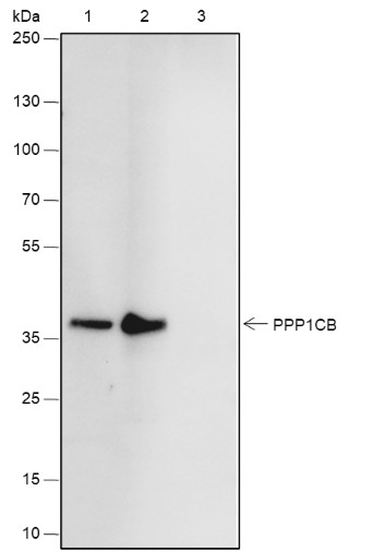 Recombinant PPP1CB Monoclonal Antibody - small - 6