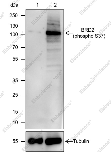 Recombinant Phospho-BRD2 (S37) Monoclonal Antibody - 1