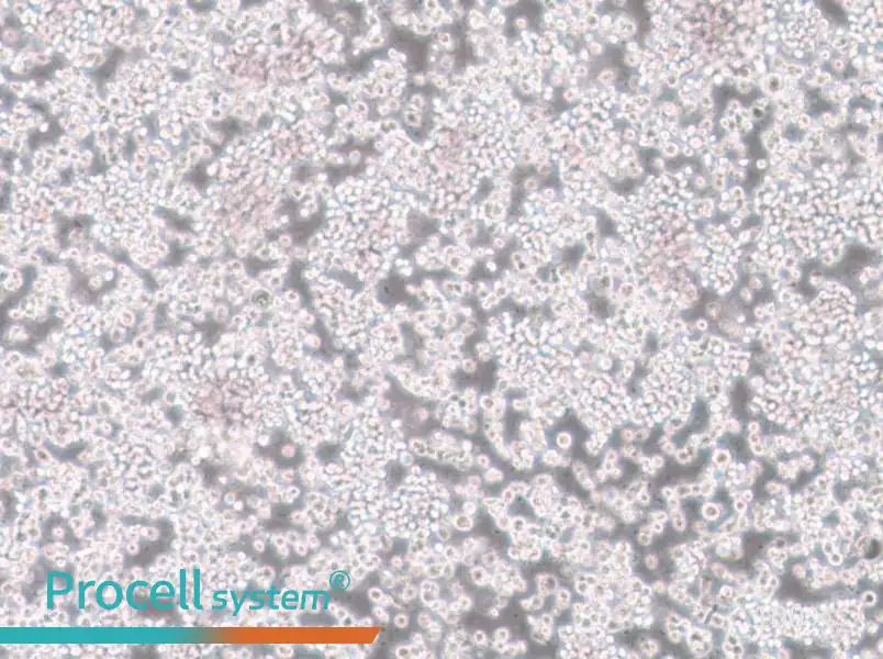 CTLL-2 Cell Complete Medium - 2