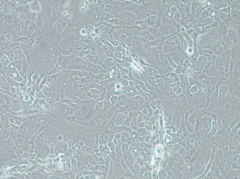 Panc 08.13 Cell Complete Medium - small - 5