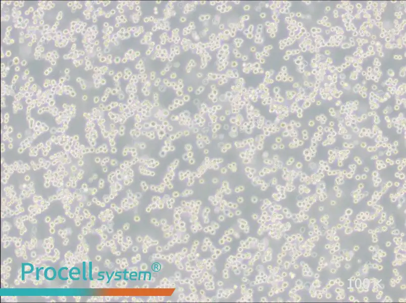 LLC-WRC 256 [Walker 256] Cell Complete MediumLLC-WRC 256 [Walker 256] Cell Complete Medium - 2