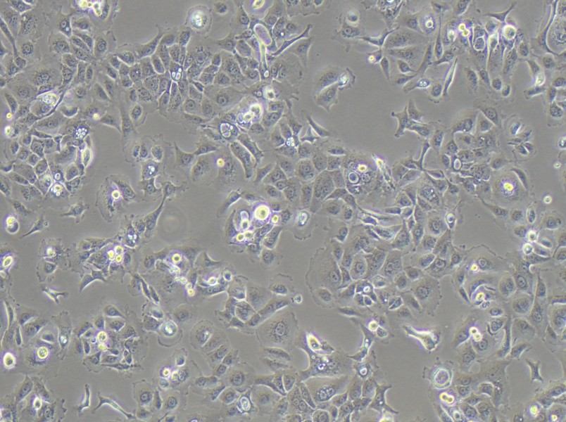 SW 1990 (L15) Cell Complete Medium - 2