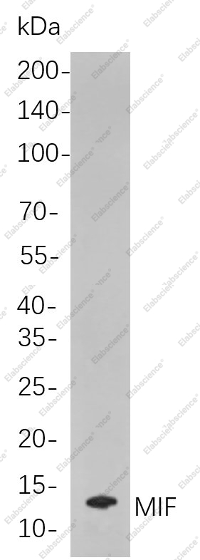 Recombinant MIF Monoclonal Antibody - 1