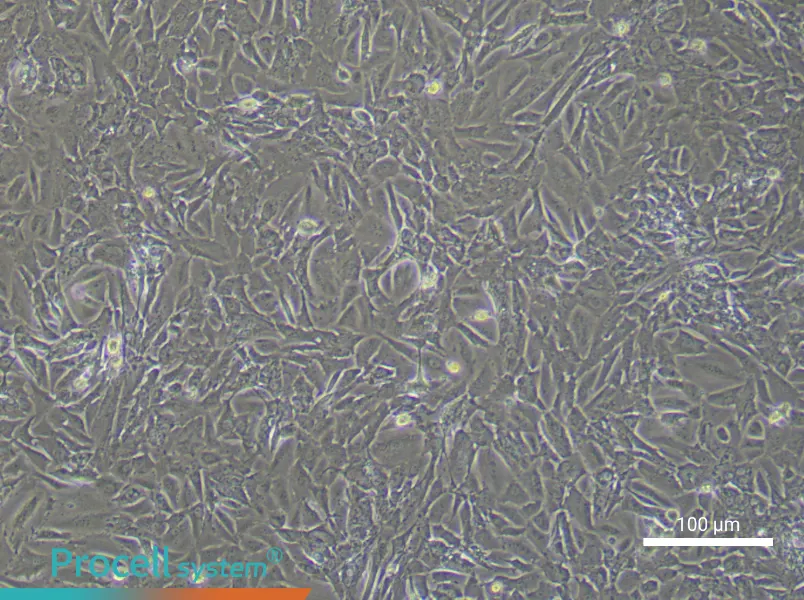 Mouse Ovarian Fibroblast Complete Medium - 2