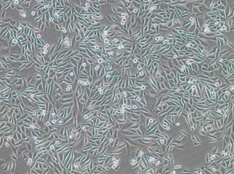 PC-3-GFP Cell Complete Medium - small - 4