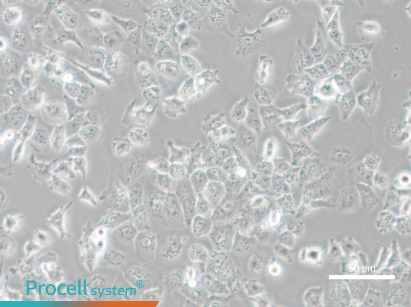 NCI-H23 - 6