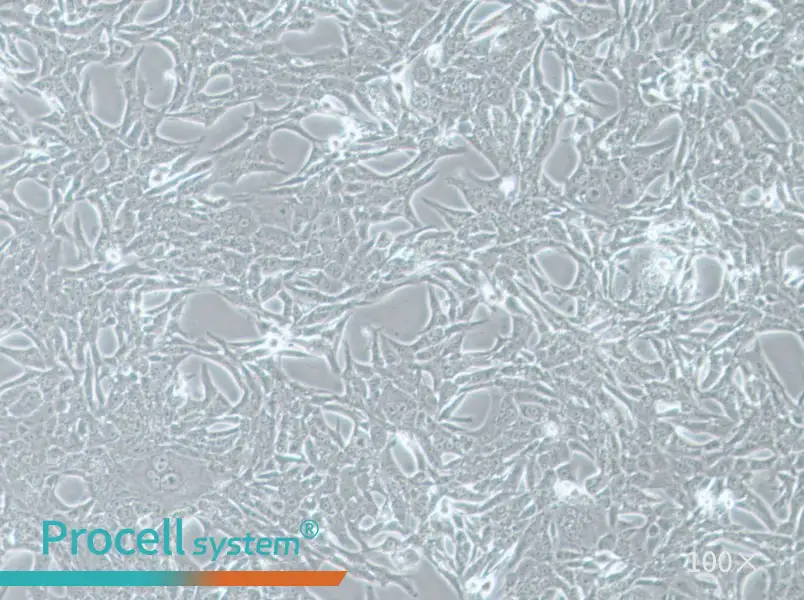 Renca-LUC Cell Complete Medium - 1