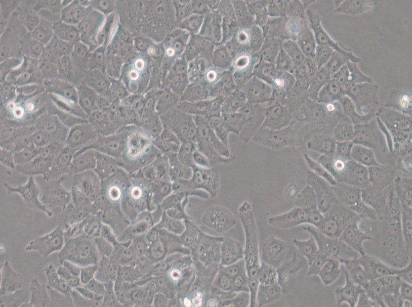 HCC4006 Cell Complete Medium - 6