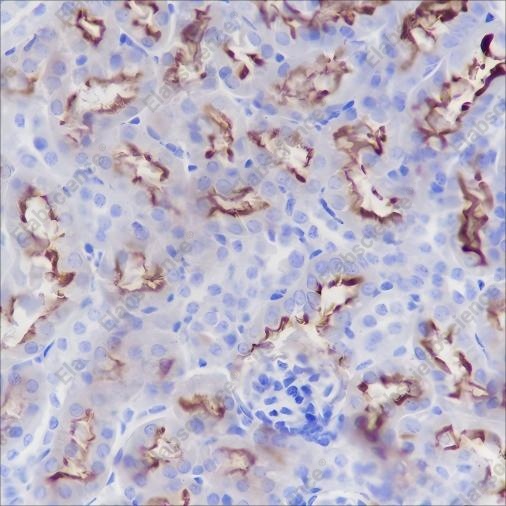 Recombinant CD13 Monoclonal Antibody - 4