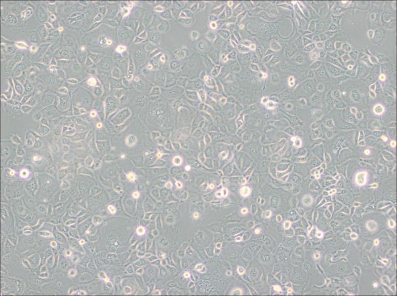 KLE Cell Complete Medium - 1