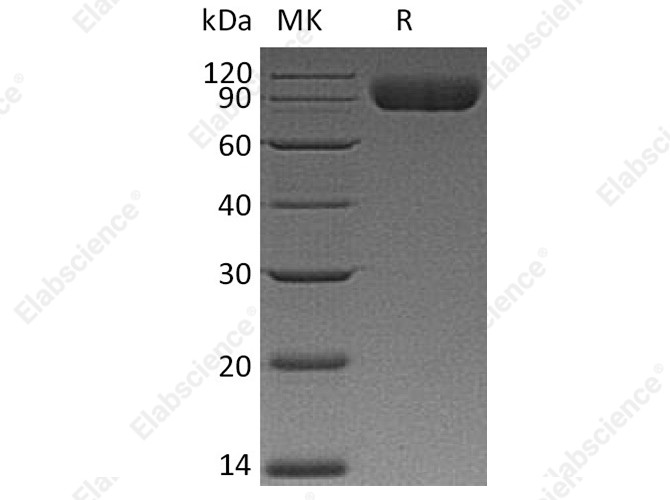 Recombinant Human CD172a/SIRPA Protein (mFc Tag) - 1
