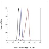 Recombinant Casein Kinase 1 gamma 2 Monoclonal Antibody - small - 4