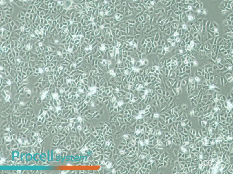 G-401 Cell Complete Medium - 1