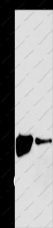 MAPK11 Polyclonal Antibody - 1