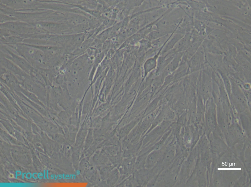 Human Sertoli (Primary cell immortalization) Cell Complete MediumHuman Sertoli (Primary cell immortalization) Cell Complete Medium - 4