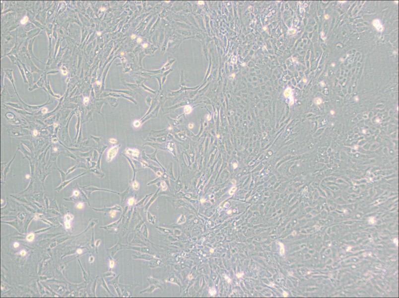 Pt K1 [NBL-3] Cell Complete Medium - 2