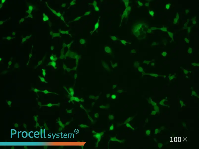 CT26.WT-GFP Cell Complete MediumCT26.WT-GFP Cell Complete Medium - 3