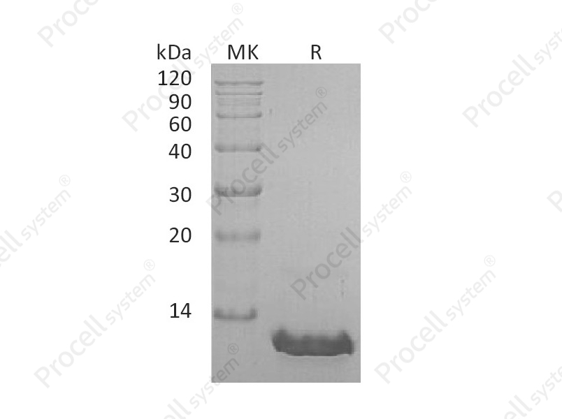 MCP-2/CCL8, Human, Recombinant