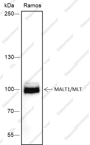 Recombinant MALT1/MLT Monoclonal Antibody - 1