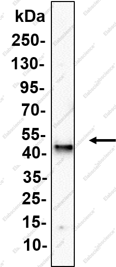 Recombinant Caspase-11 Monoclonal Antibody - 2