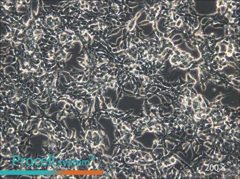 GP2d Cell Complete Medium - small - 5