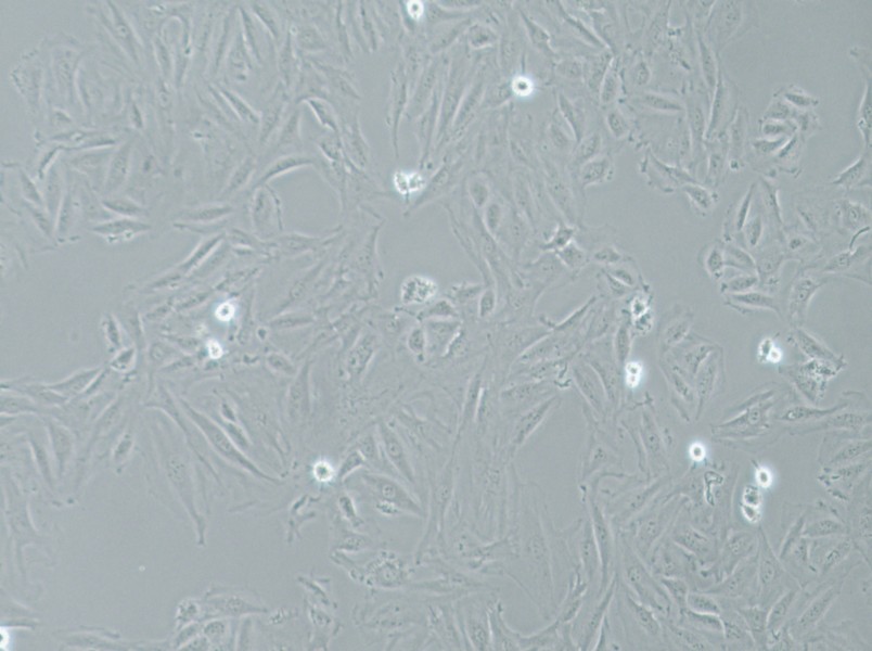 NRK-49F Cell Complete MediumNRK-49F Cell Complete Medium - 3