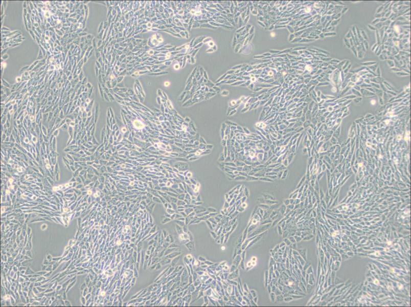 Lec1 [Pro-5WgaRI3C] Cell Complete Medium - 3