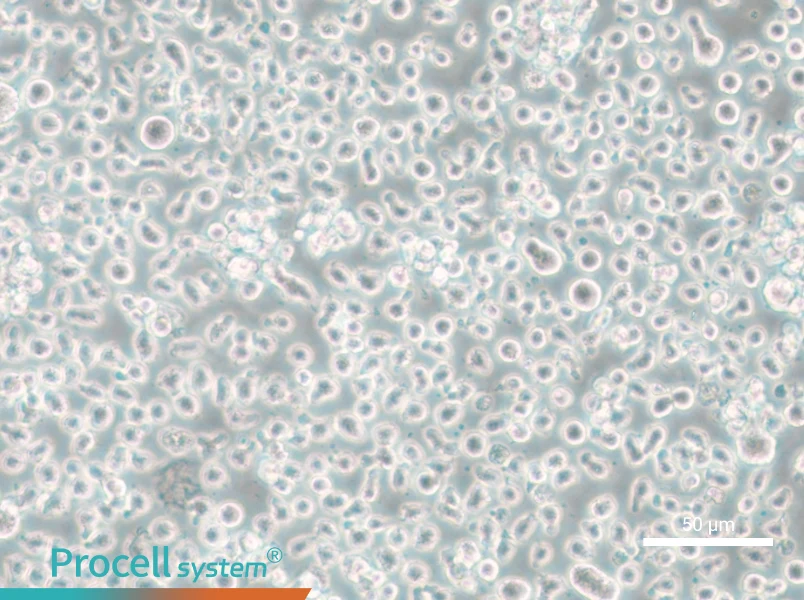 Mono-Mac-6 Cell Complete Medium - small - 4
