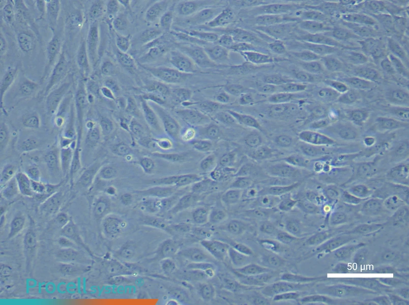 Human Endometrial Epithelial Cell Complete Medium - small - 4