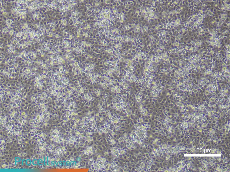 Mouse Epidermal Keratinocyte Complete Medium - 2