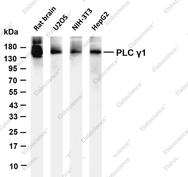 Recombinant PLCG1 Monoclonal Antibody - 2