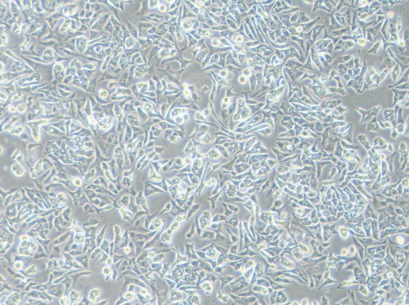 VCaP Cell Complete Medium - 3